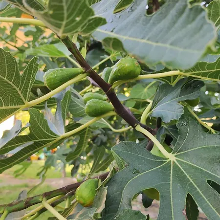 Trakata Διαμέρισμα *