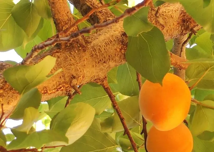 Trakata * Βάρνα