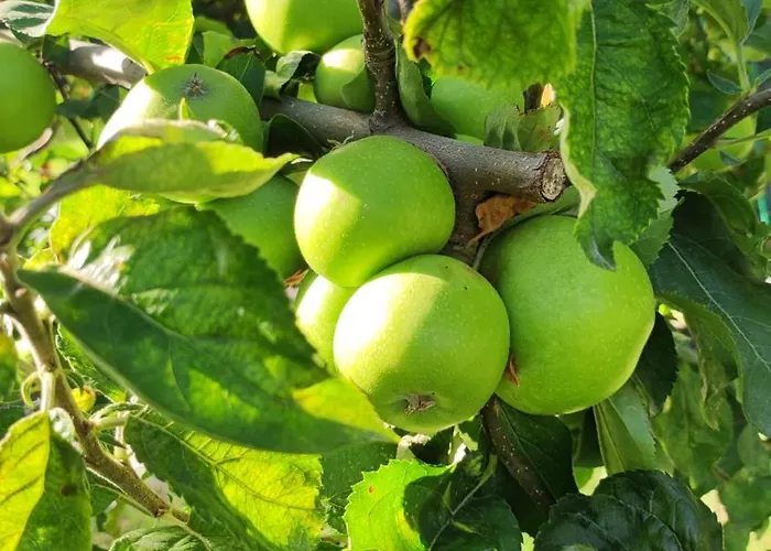 Trakata Apartment Varna