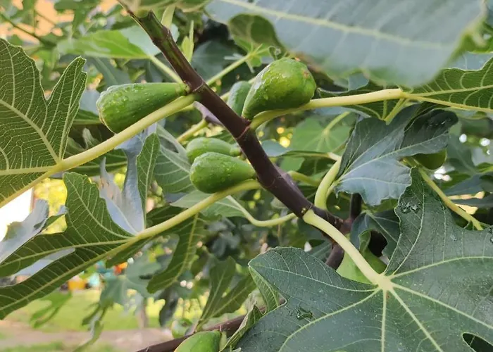 Trakata Apartamento *